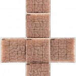 brain-cube-4