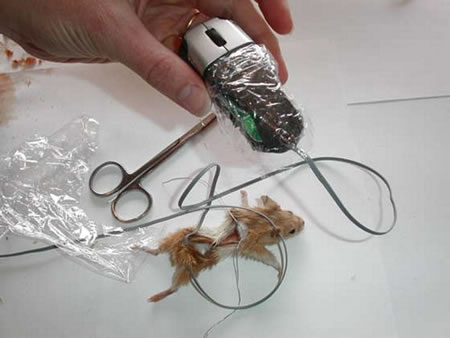 Computer_mouse_1.jpg