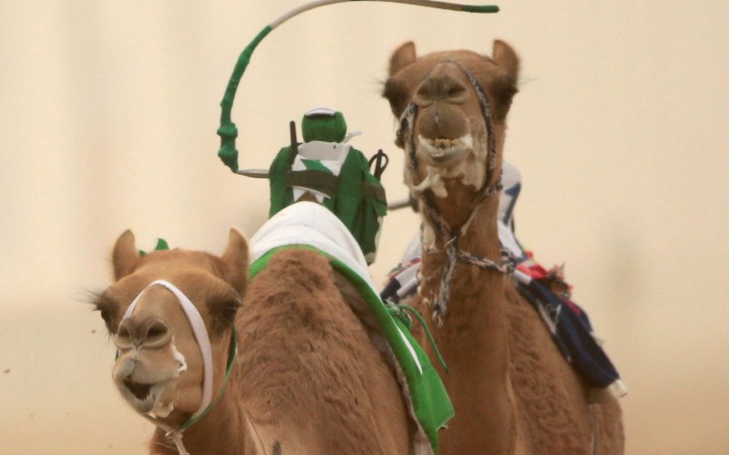 Robot jockeys replace children in Dubai camel races